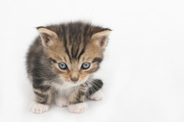 kedi bebek