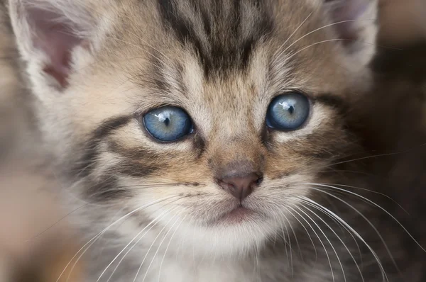 Kedi bebek — Stok fotoğraf