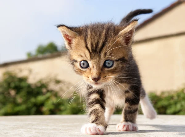 Cat baby — Stock Photo, Image