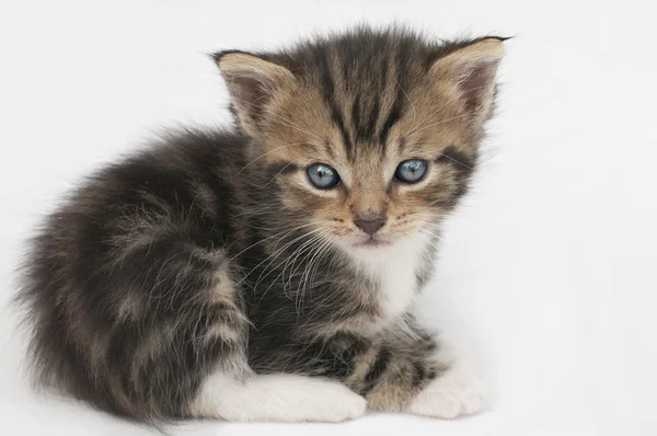 Kedi bebek — Stok fotoğraf