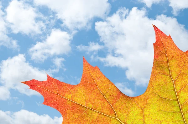 With oak leaf in autumn — Stock Photo, Image