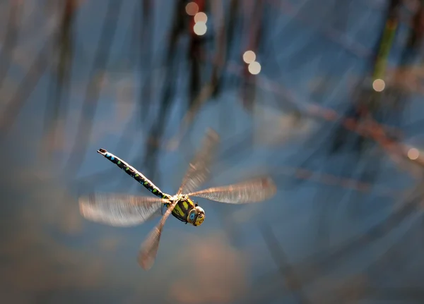 Libélula em voo — Fotografia de Stock