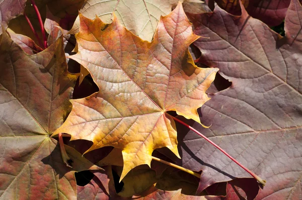 Fall foliage — Stock Photo, Image