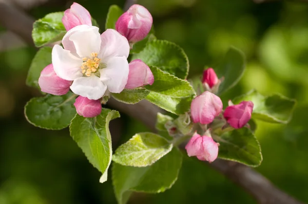 stock image Apple blossom