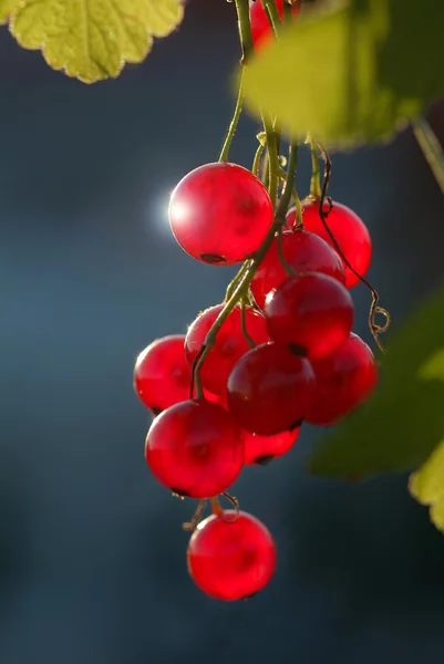 Berry fruit — Stock Photo, Image