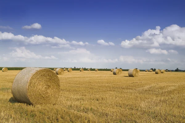 stock image Harvested