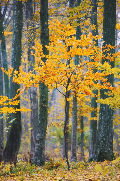 Mladý strom listoví — Stock fotografie