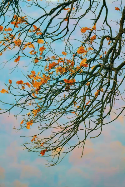 가을철 나무 가지들 — 스톡 사진