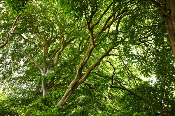 Beech träd — Stockfoto