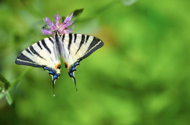 Swallowtail butterfly clipart