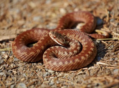 Common european adder clipart