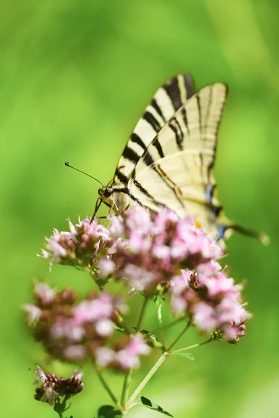 Mariposa cola de golondrina — Foto de Stock