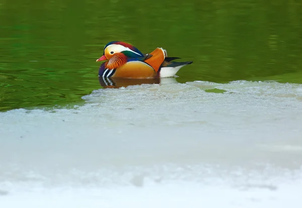 Aix galericulata — Foto de Stock