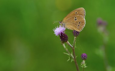 Lüle (Aphantopus hyperantus)