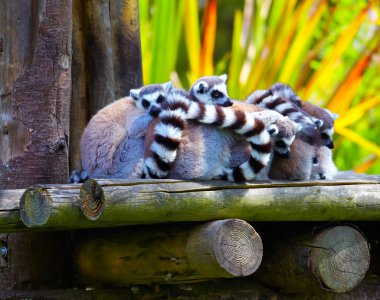 Ring-tailed lemurs clipart