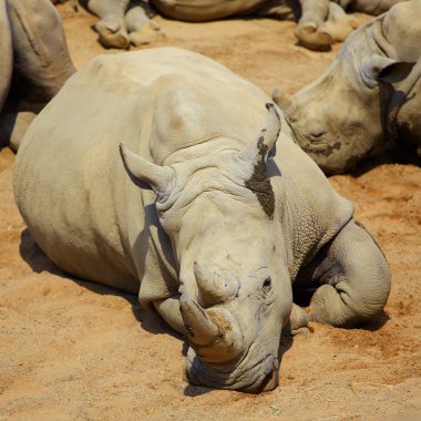 White Rhino resting in the sun clipart