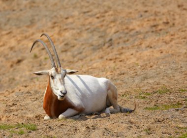 Oryx dammah clipart