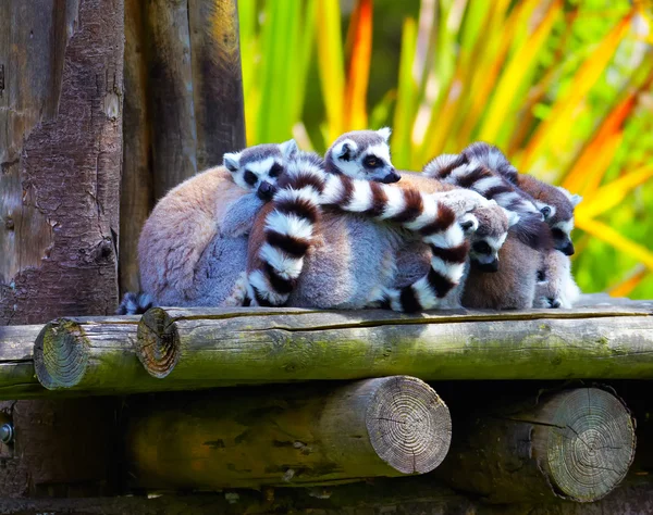 Ring-Tailed Lemurlar — Stok fotoğraf