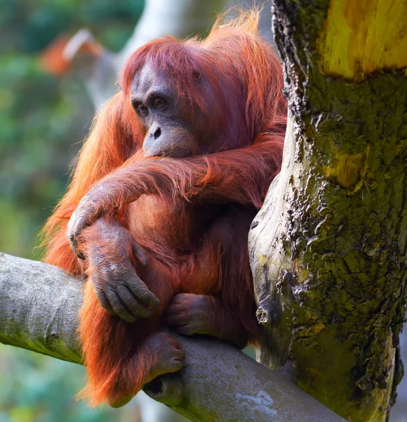 Dişi orangutan — Stok fotoğraf