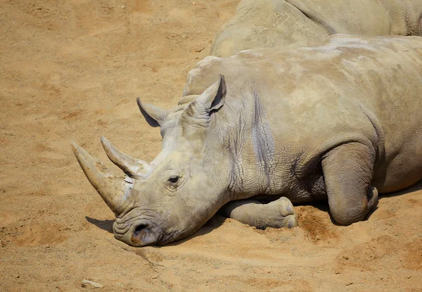Rinoceronte branco descansando ao sol — Fotografia de Stock