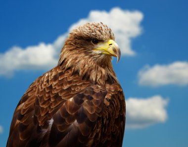 White-tailed Eagle clipart