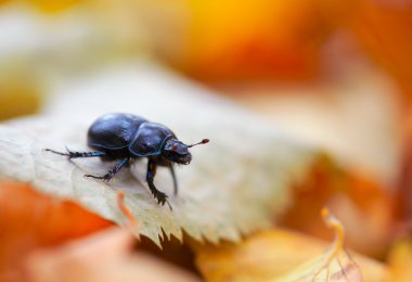 Anoplotrupes stercorosus