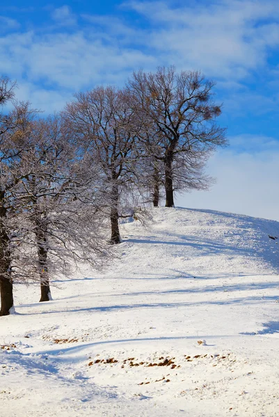 Oaks in winter — Stock Photo, Image