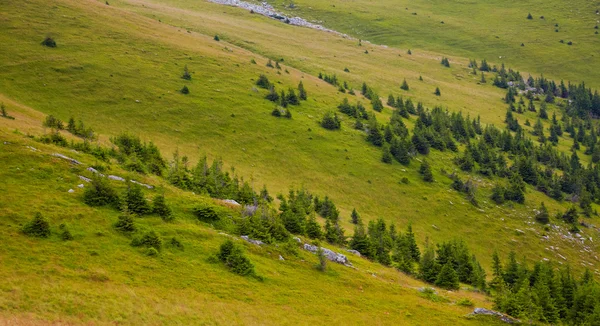 Borovice ve vysoké nadmořské výšce — Stock fotografie