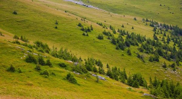 stock image Pine trees at high altitude