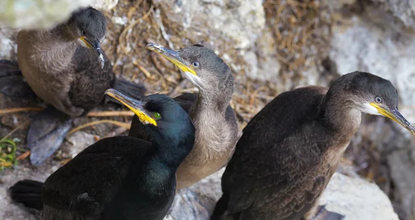 Ευρωπαϊκό shag — Φωτογραφία Αρχείου