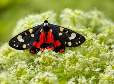 Scarlet Tiger moth clipart