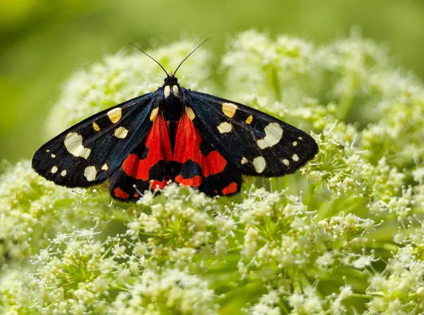Scarlet Tiger moth — Stock Photo, Image