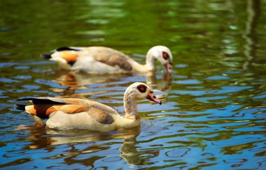 Egyptian Goose (Alopochen aegyptiacus) clipart