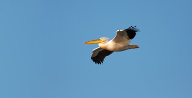 Great White Pelican flying against blue sky clipart