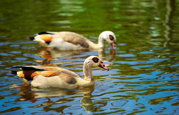 Gęś egipska (Alopochen aegyptiacus)) — Zdjęcie stockowe