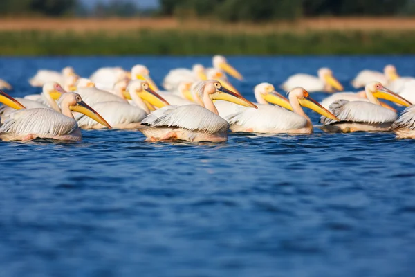 Великие белые пеликаны — стоковое фото