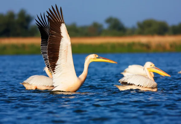 Великие белые пеликаны — стоковое фото