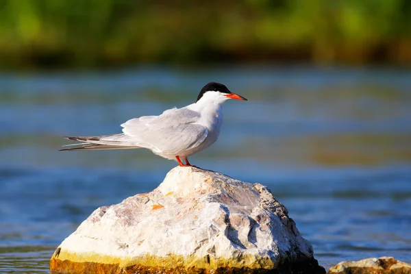 Sterna hirunda (Tern comum ) — Fotografia de Stock