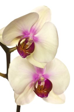 pembe orkide.