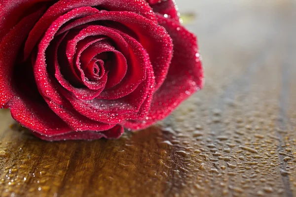 Rosa roja con gotas de rocío . —  Fotos de Stock