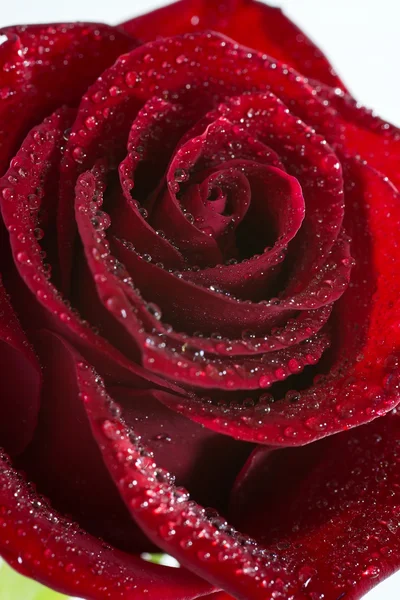 Linda rosa vermelha . — Fotografia de Stock