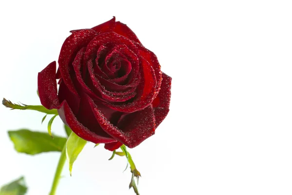 Aftelkalender voor Valentijnsdag rose. — Stockfoto