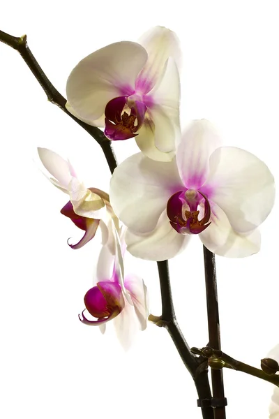 Orchidea bianca . — Foto Stock