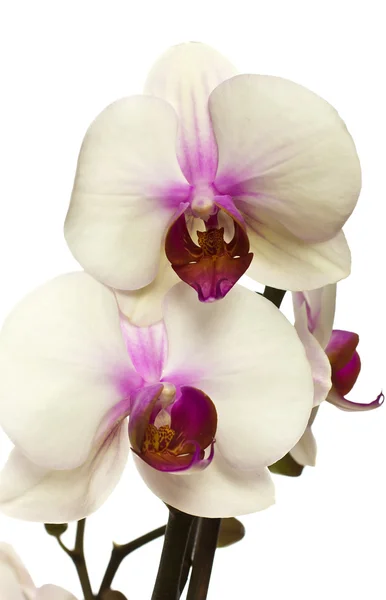Розовая орхидея . — стоковое фото