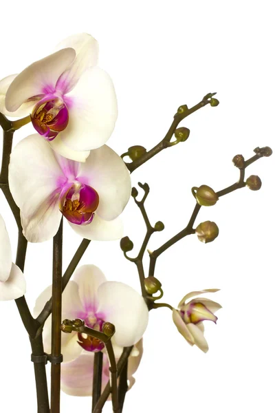 Розовая орхидея . — стоковое фото