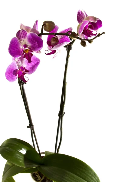 Orchidea rosa . — Foto Stock