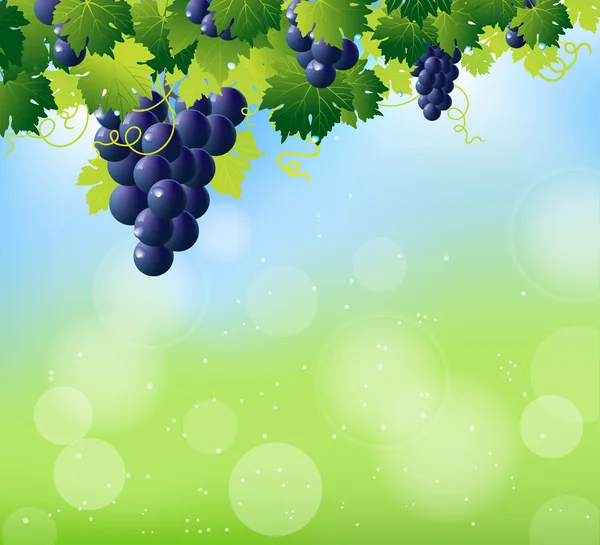 Green wine and bunch of blue grapes — Stock Vector