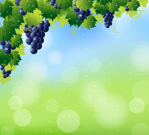 Vino verde e grappolo d'uva blu — Vettoriale Stock