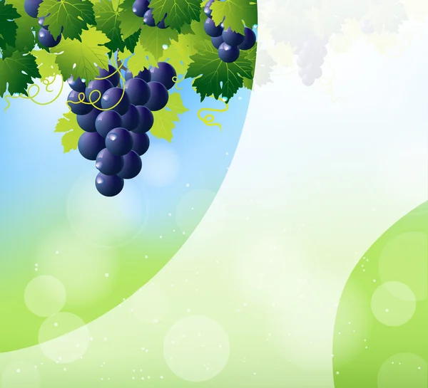 Green wine and bunch of blue grapes — Stock Vector
