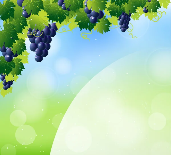 Vino verde y racimo de uvas azules — Archivo Imágenes Vectoriales